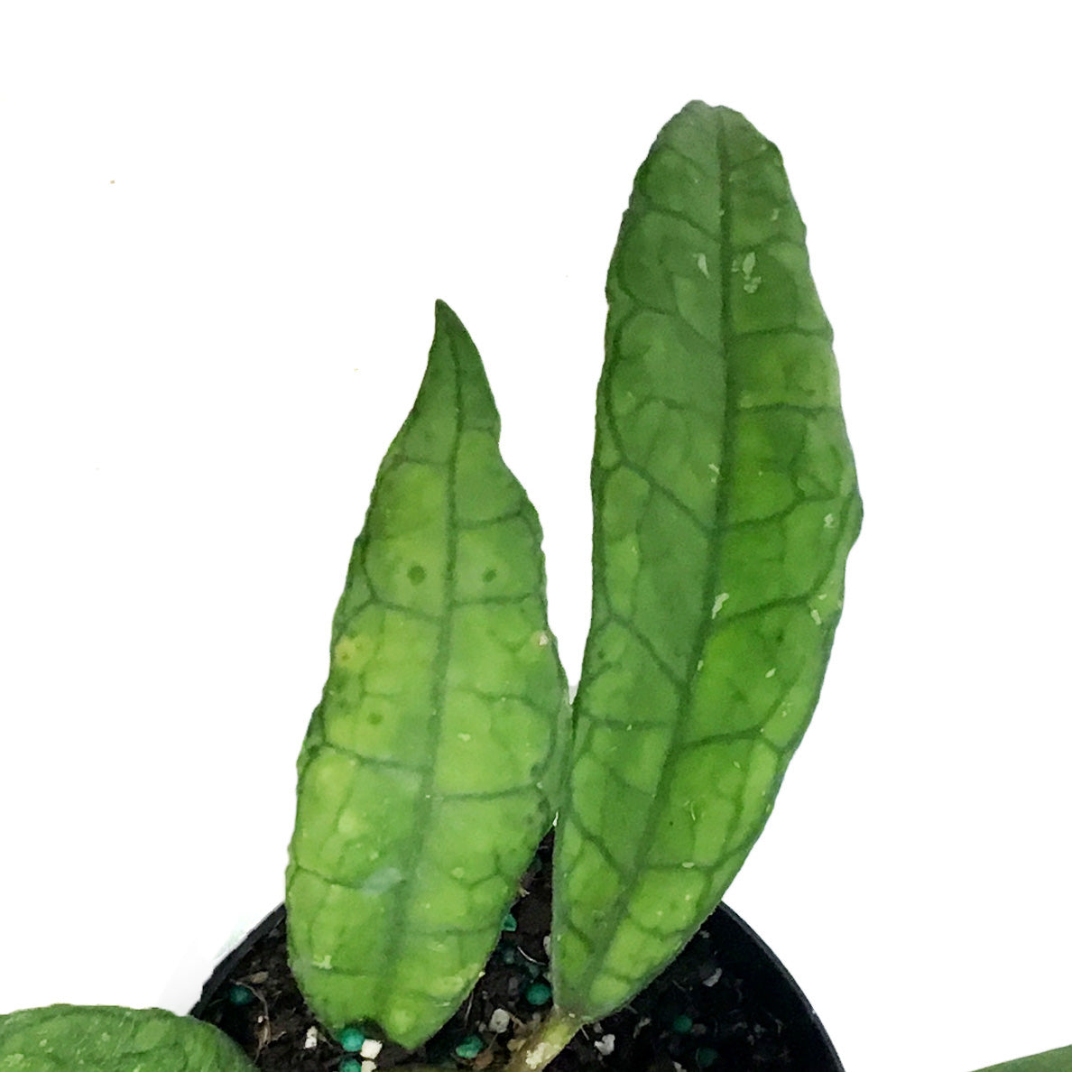 Hoya, 4in, Finlaysonii