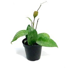 Load image into Gallery viewer, Hoya 4in, Rangsan Splash
