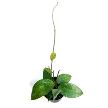 Load image into Gallery viewer, Hoya 4in, Rangsan Splash
