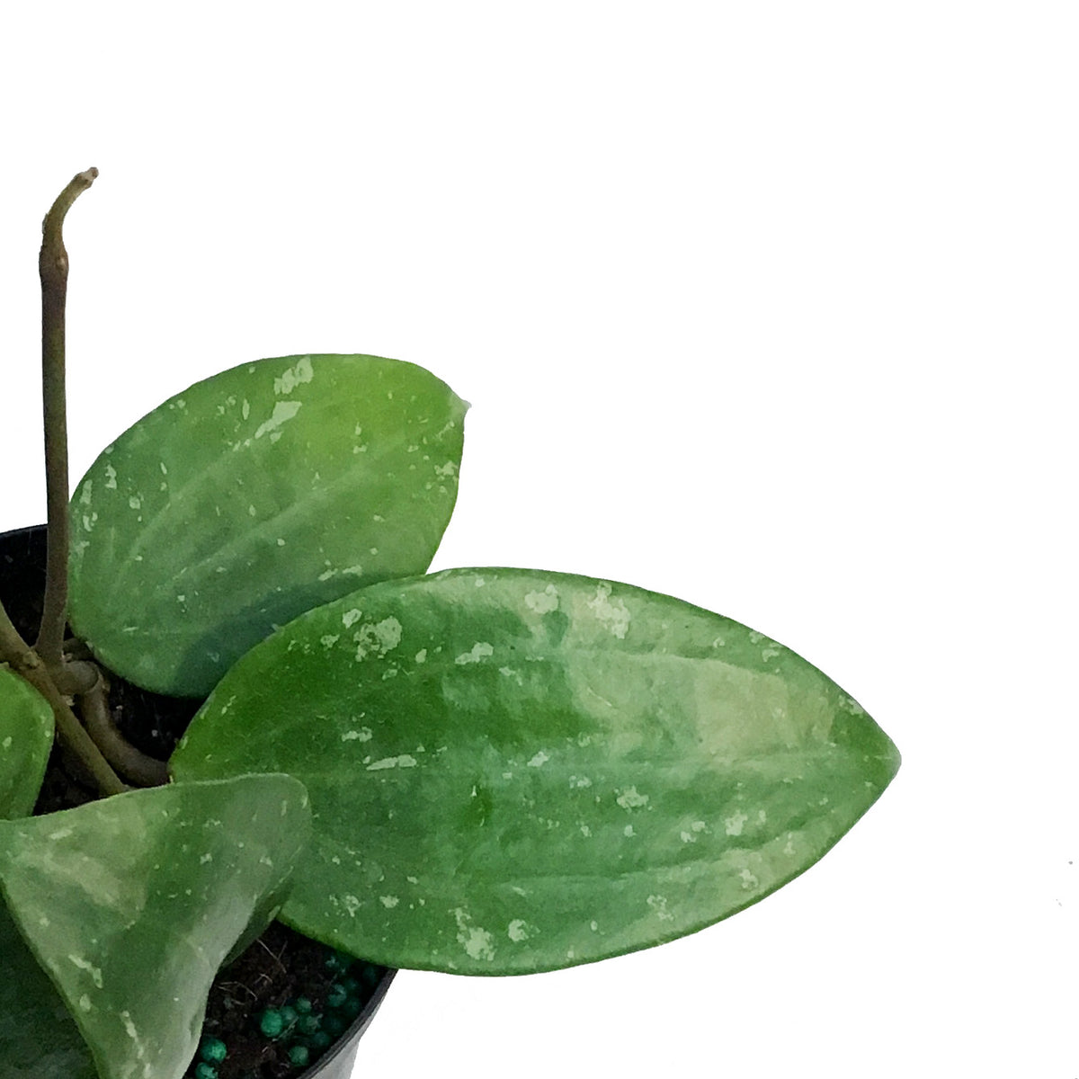 Hoya 4in, Rangsan Splash