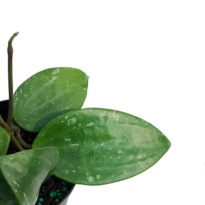 Hoya 4in, Rangsan Splash