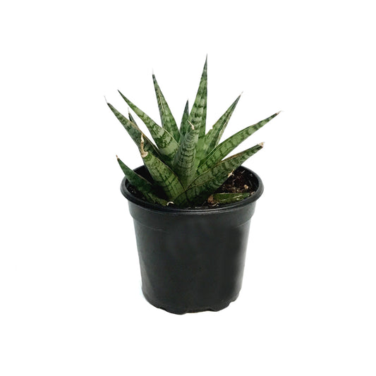 Sansevieria, 4in, Celery