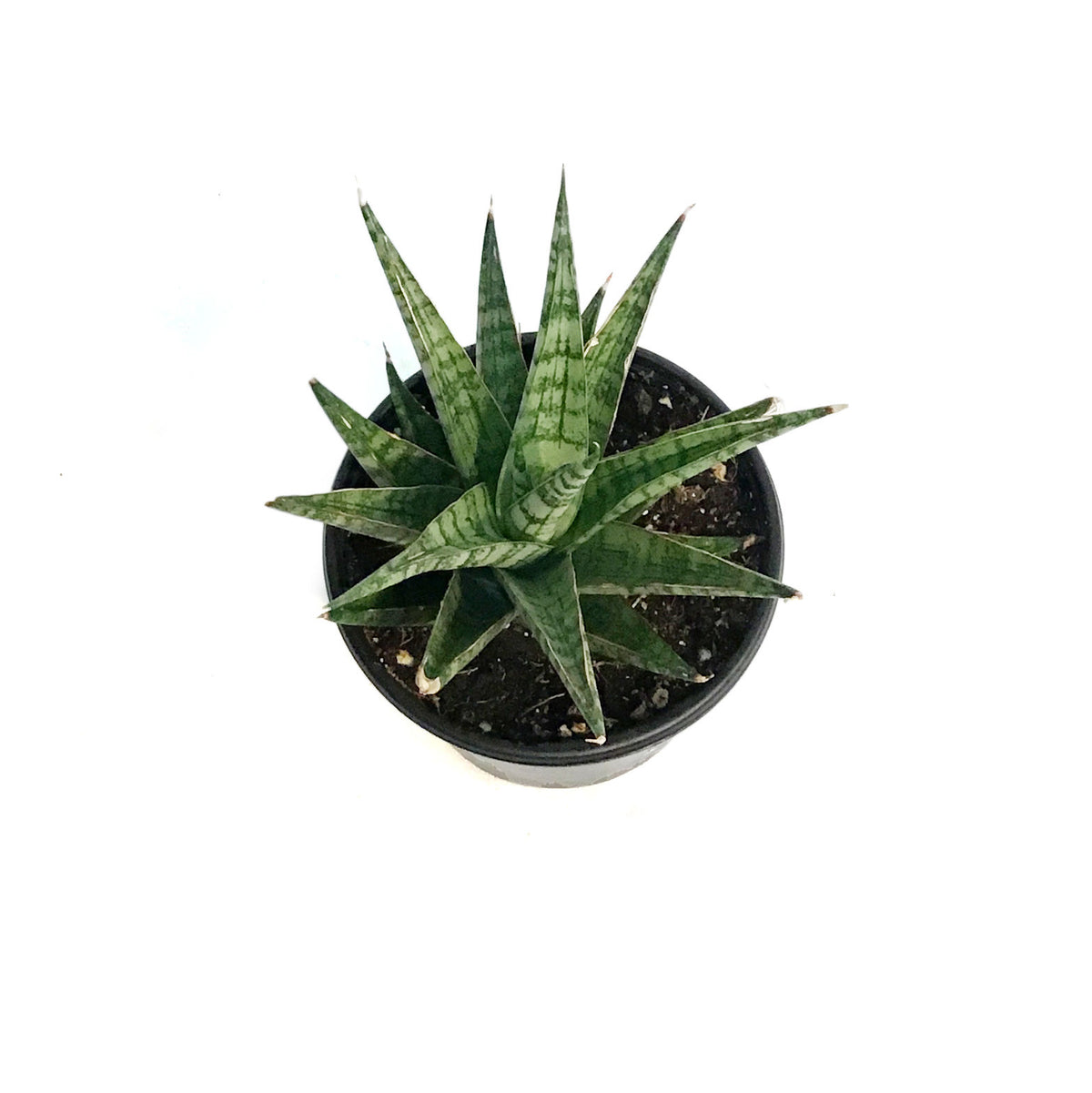 Sansevieria, 4in, Celery