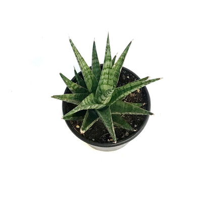Sansevieria, 4in, Celery