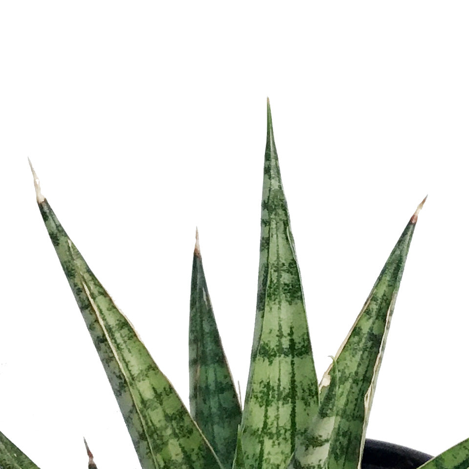 Sansevieria, 4in, Celery