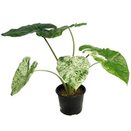 Alocasia, 6in, Blizzard