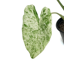 Load image into Gallery viewer, Alocasia, 6in, Blizzard
