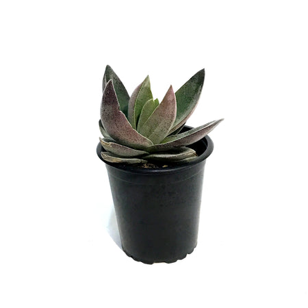 Succulent, 3.5in, Crassula Alba Garnet Lotus