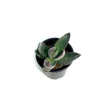 Load image into Gallery viewer, Succulent, 3.5in, Crassula Alba Garnet Lotus
