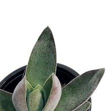 Load image into Gallery viewer, Succulent, 3.5in, Crassula Alba Garnet Lotus
