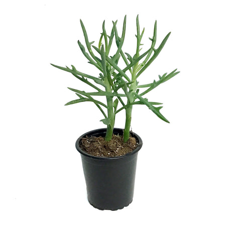 Senecio, 3.5in, Elkhorn