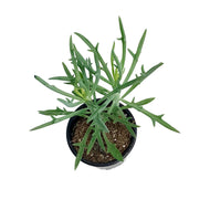 Senecio, 3.5in, Elkhorn