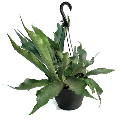 Fern, 8in HB, Staghorn
