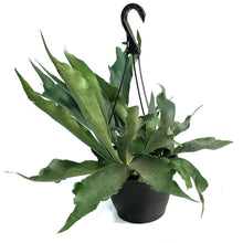 Load image into Gallery viewer, Fern, 8in HB, Staghorn
