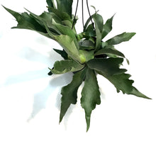 Load image into Gallery viewer, Fern, 8in HB, Staghorn
