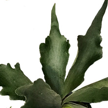 Load image into Gallery viewer, Fern, 8in HB, Staghorn
