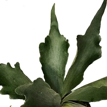 Fern, 8in HB, Staghorn