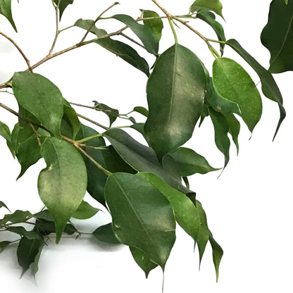 Ficus, 12in, Benjamina Standard
