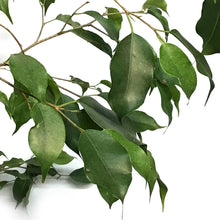 Load image into Gallery viewer, Ficus, 12in, Benjamina Standard
