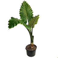 Alocasia, 14in, Borneo King