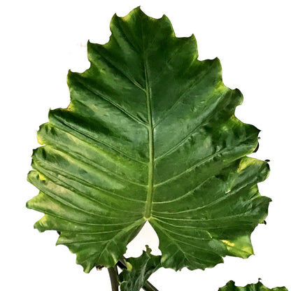Alocasia, 14in, Borneo King