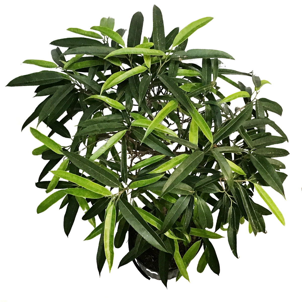 Ficus, 10in, Alii Standard