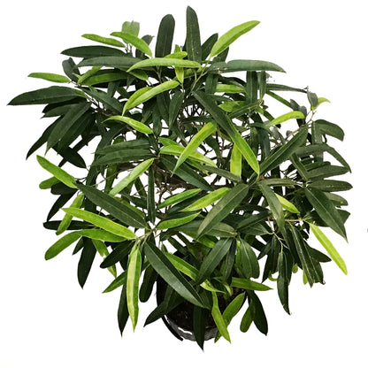 Ficus, 10in, Alii Standard