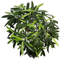 Load image into Gallery viewer, Ficus, 10in, Alii Standard
