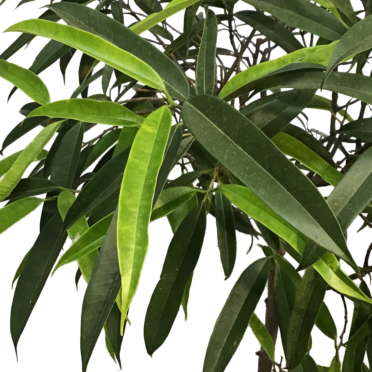 Ficus, 10in, Alii Standard