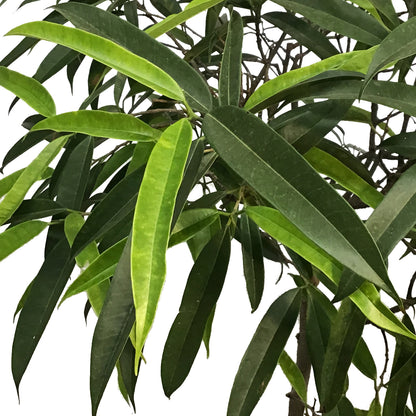 Ficus, 10in, Alii Standard