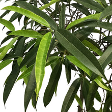 Load image into Gallery viewer, Ficus, 10in, Alii Standard
