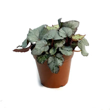 Load image into Gallery viewer, Begonia, 4in, Spirit Of Laccadive
