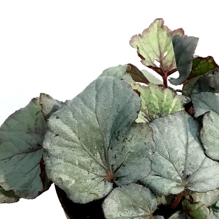 Begonia, 4in, Spirit Of Laccadive