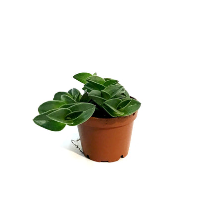 Tradescantia, 2.25in, Navicularis