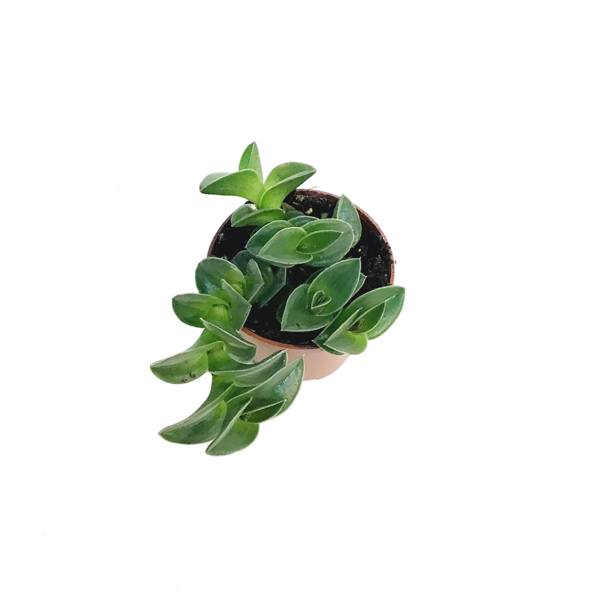 Tradescantia, 2.25in, Navicularis