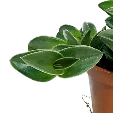 Tradescantia, 2.25in, Navicularis