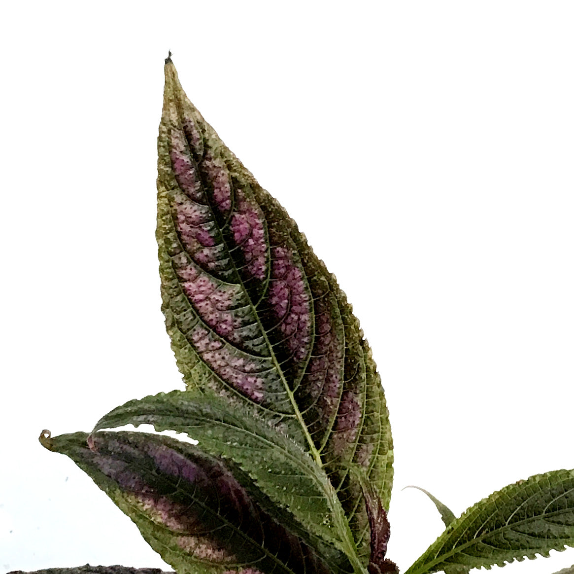 Strobilanthes, 2in, Purple Shield