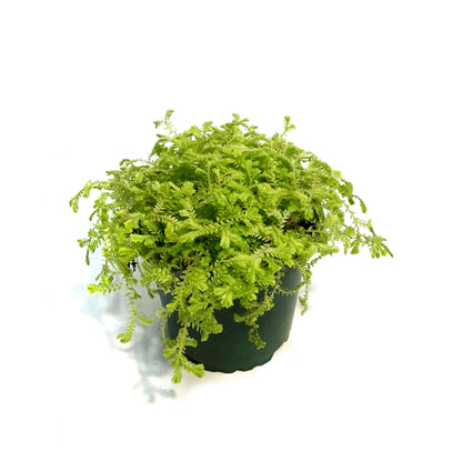 Club Moss, 4in, Golden