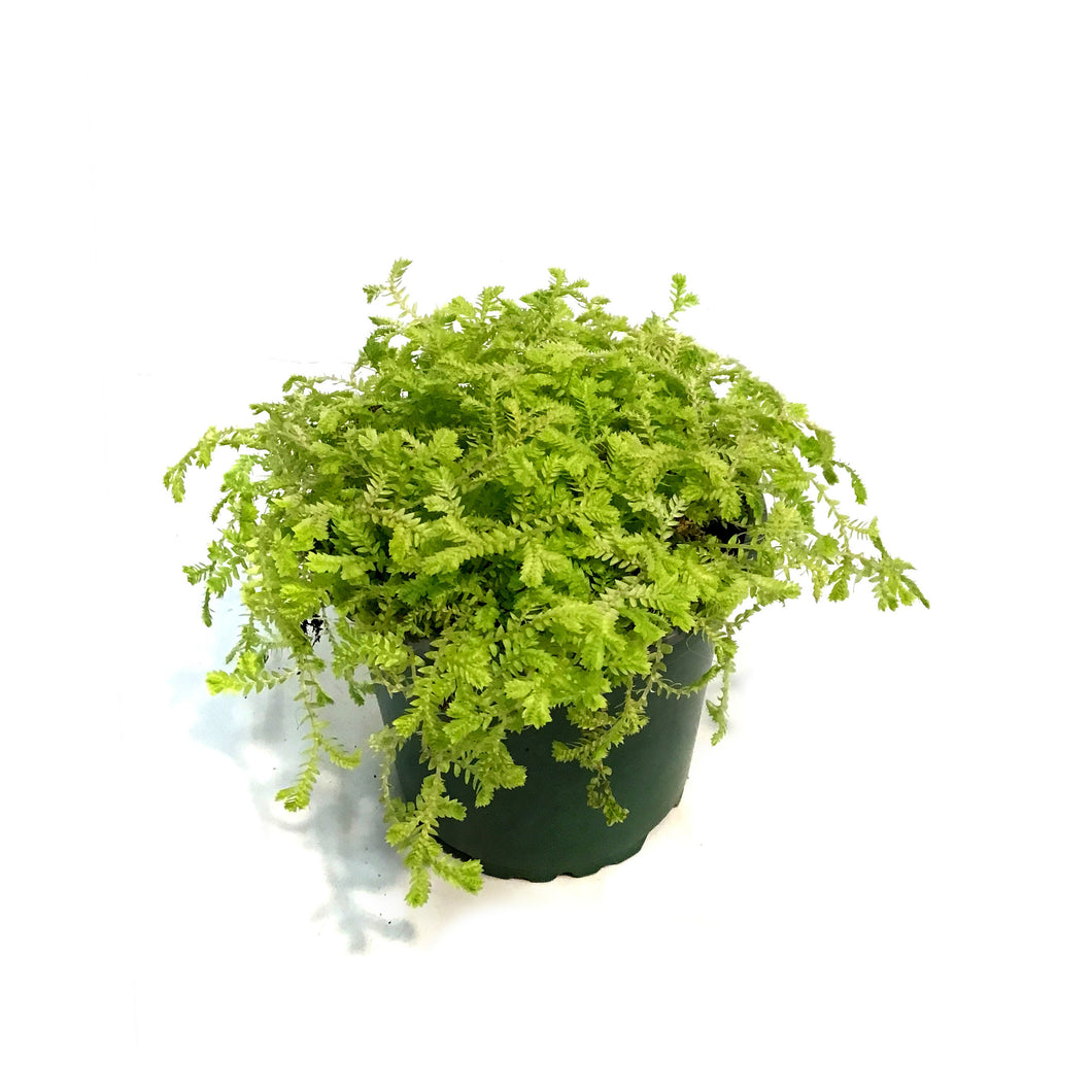 Club Moss, 4in, Golden