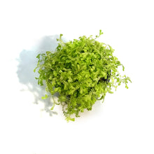 Load image into Gallery viewer, Club Moss, 4in, Golden
