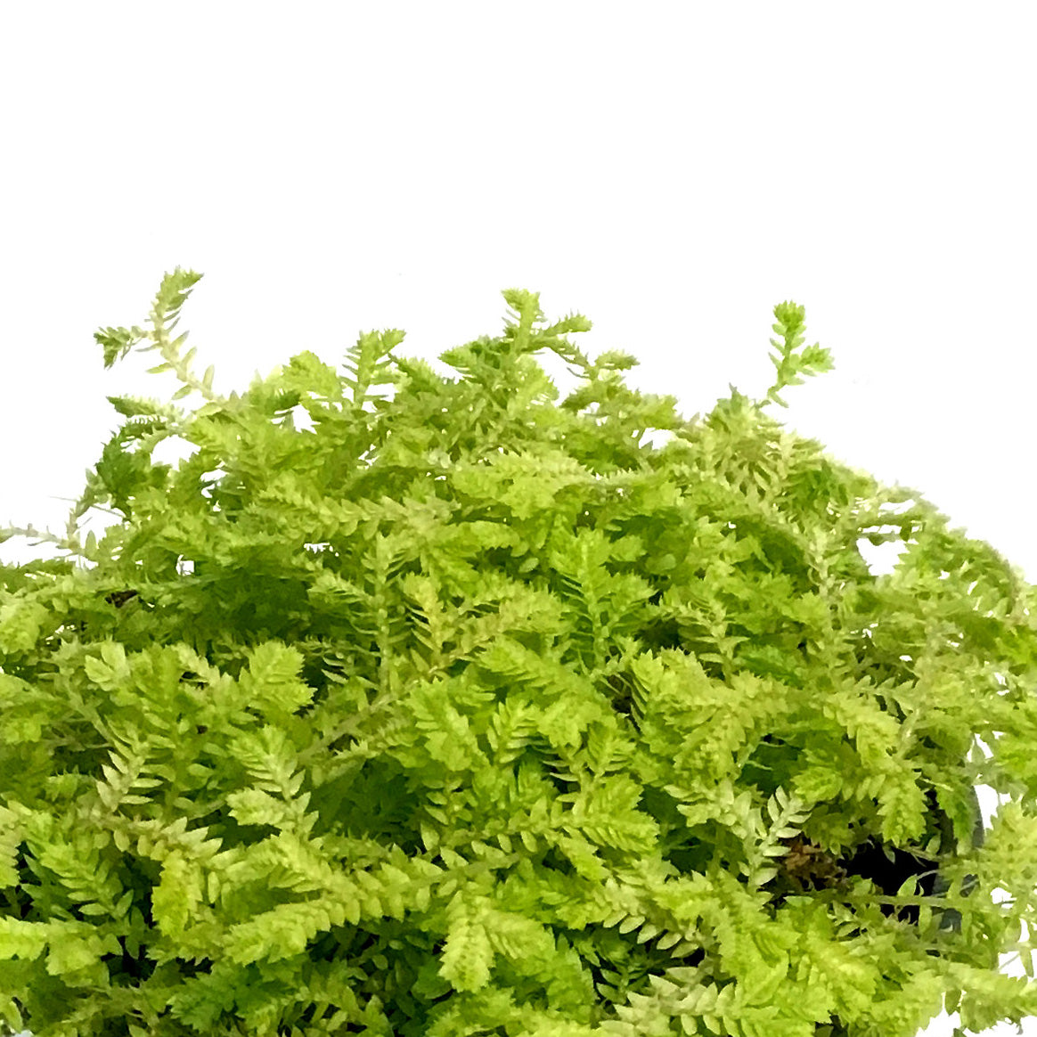 Club Moss, 4in, Golden