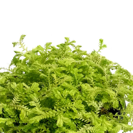 Club Moss, 4in, Golden