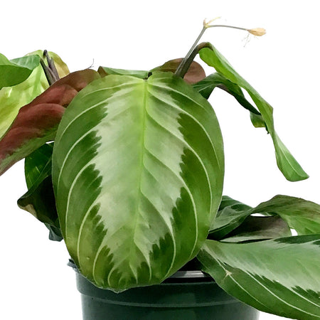 Maranta, 4in, Silver Band