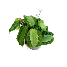 Load image into Gallery viewer, Maranta, 4in, Silver Band
