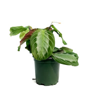 Maranta, 4in, Silver Band