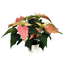 Load image into Gallery viewer, Poinsettia, 6in, Giulia
