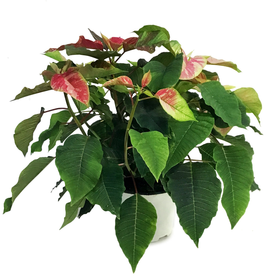 Poinsettia, 6in, Poker Red & Pink