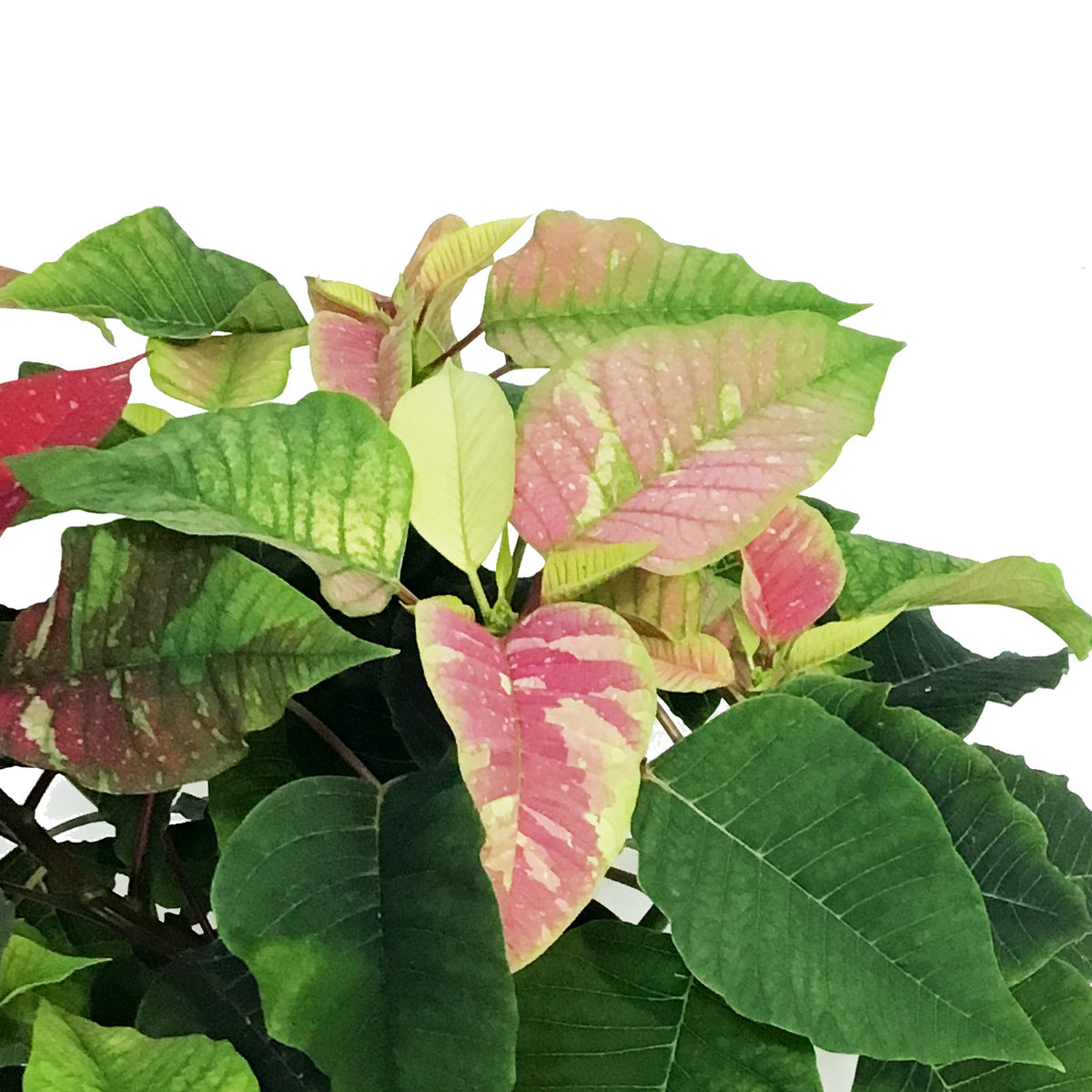 Poinsettia, 6in, Poker Red & Pink