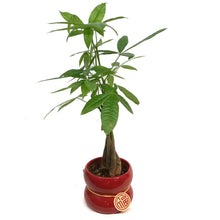 Load image into Gallery viewer, Pachira, 5in, Money Tree Braid, Red Deco Pot
