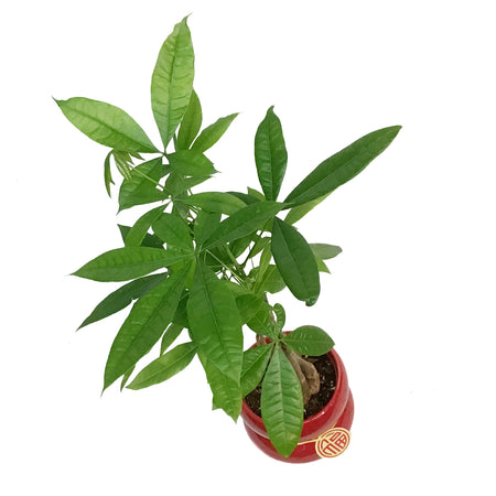 Pachira, 5in, Money Tree Braid, Red Deco Pot